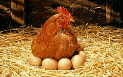 鸡为什么下双黄蛋