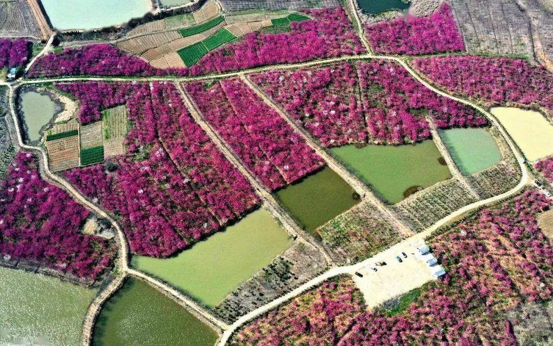春游巢湖系列之庙岗乡清水湾梅花园