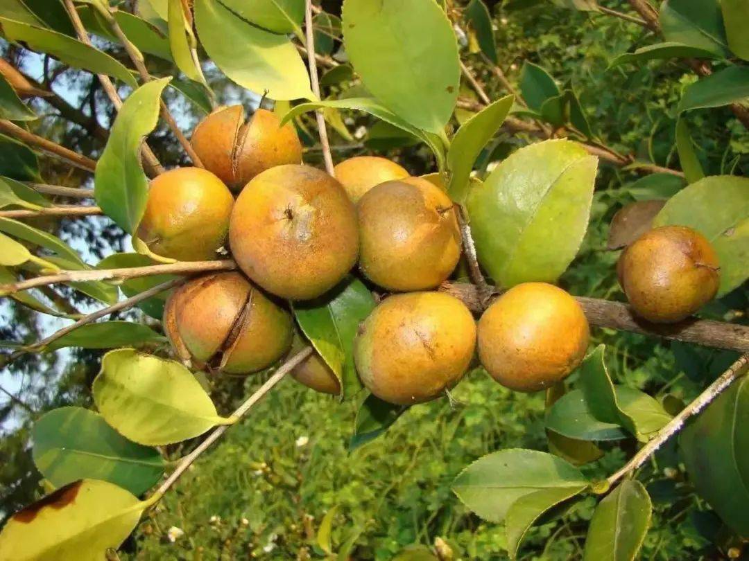 种油茶的老表们1000元的油茶补助该怎么拿到手手把手教你领补助