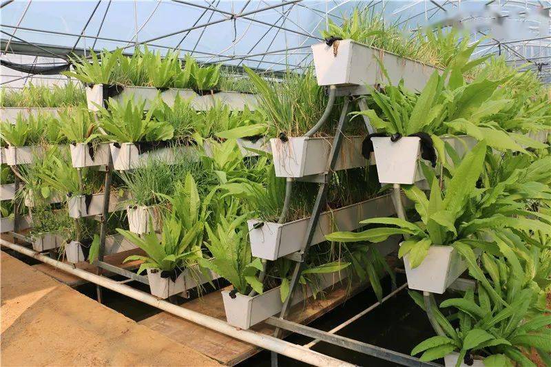 走到"立体养殖微农场"大门口,小编第一眼看到的,就是穿过一楼大厅