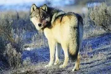 狼若回头,必有理由(深刻)