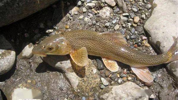 高原垂钓冷水鱼生长相当缓慢10年才40厘米