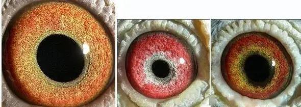 国内外鸽眼配对成功实例图解