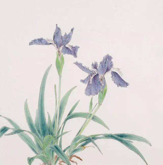 工笔与写意画鸢尾花原来这么美