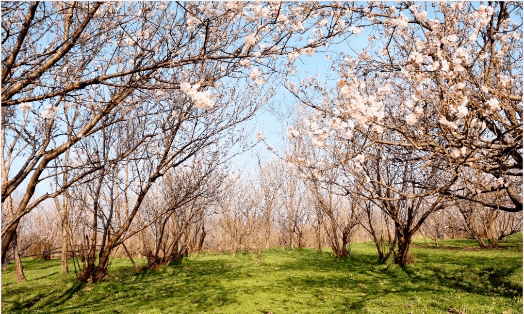 樱桃花盛开！阜阳的春天，美哭了！