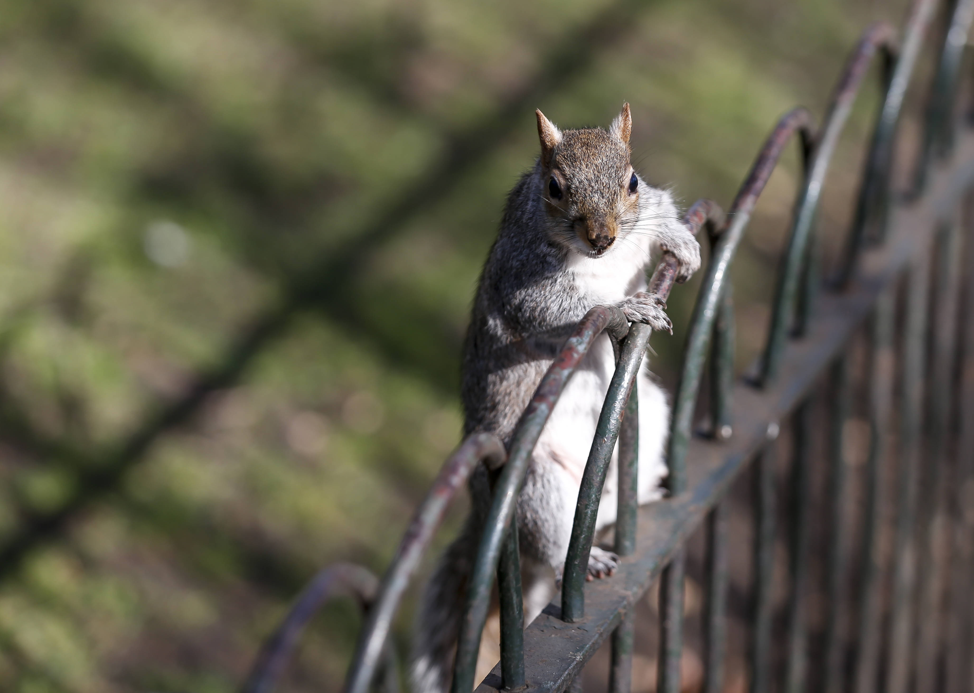 新华社记者 韩岩 摄被春天唤醒的动物,植物给英国伦敦带来一片生机.
