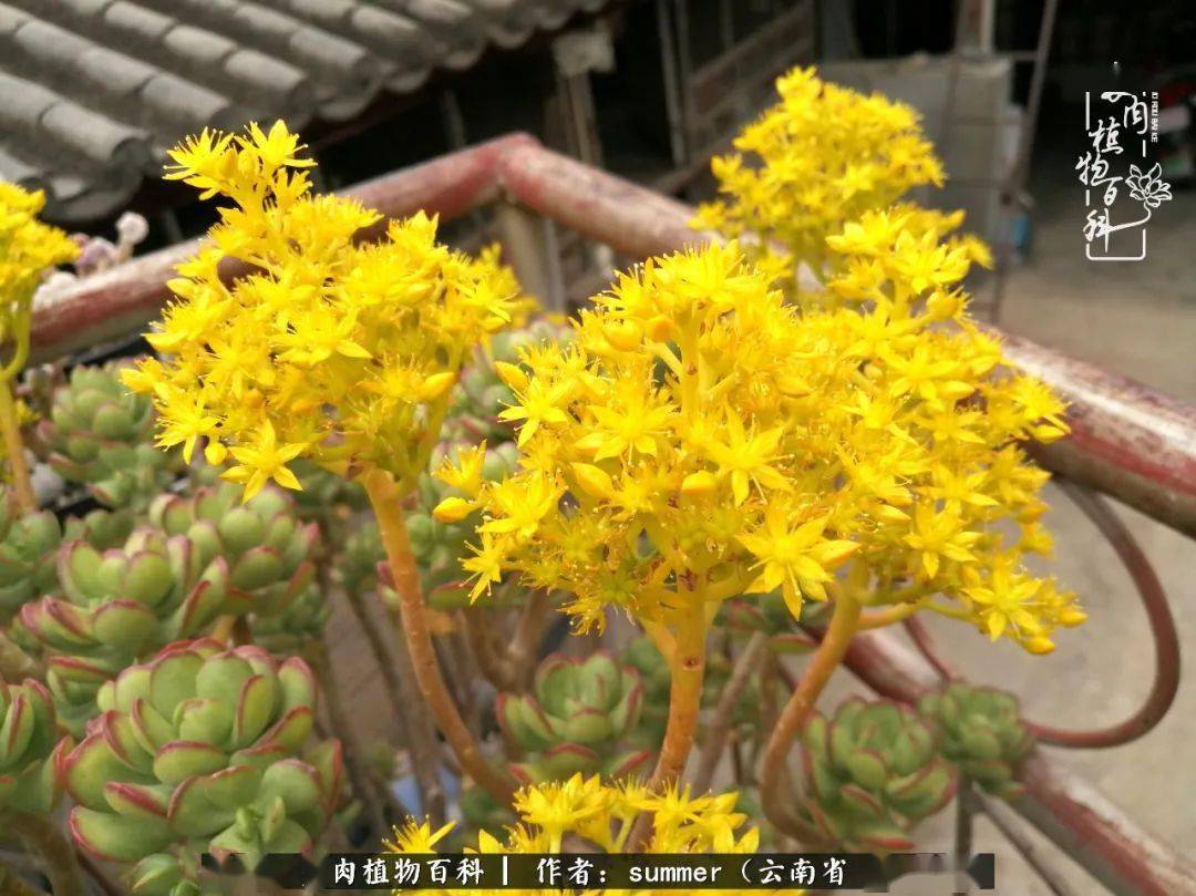 绿龟之卵花白凤叶插带大的紫乐,胖到没朋友,目前在我诸多多肉中占据我