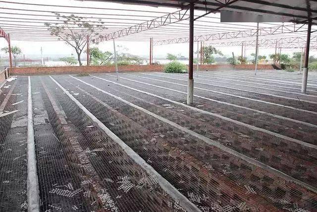 40天可回本网床养鸭技术分享