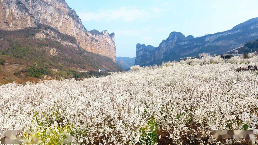 毕节樱花图片