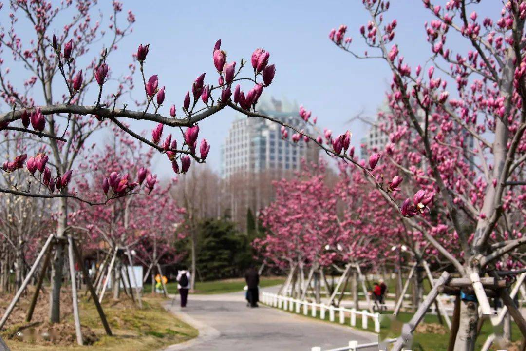 藏不住的春色世纪公园内玉兰花开又一春