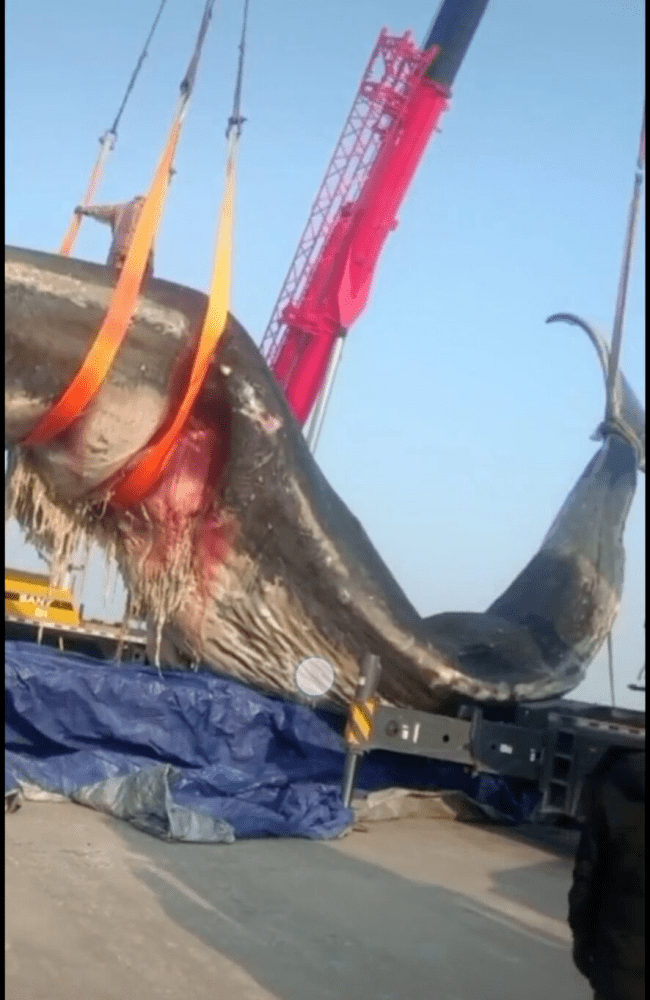 罕见,大连长兴岛发现18米长鲸鱼!尸体已腐烂!