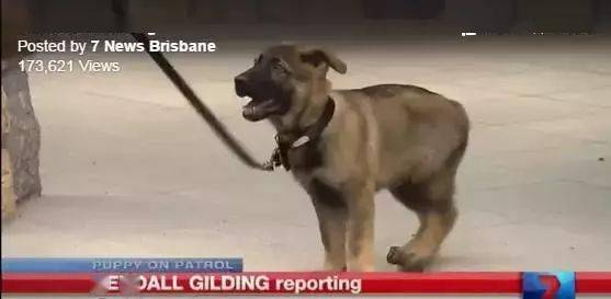 小警犬慘遭開除，竟是因為……好氣哦！！ 萌趣萌寵 第1张