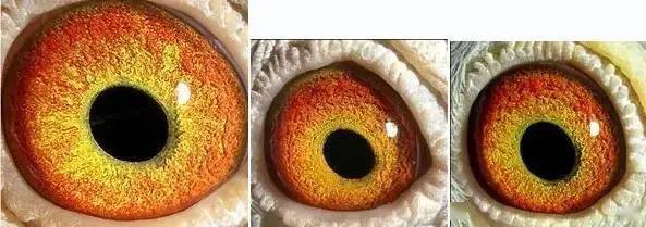 国内外鸽眼配对成功实例图解