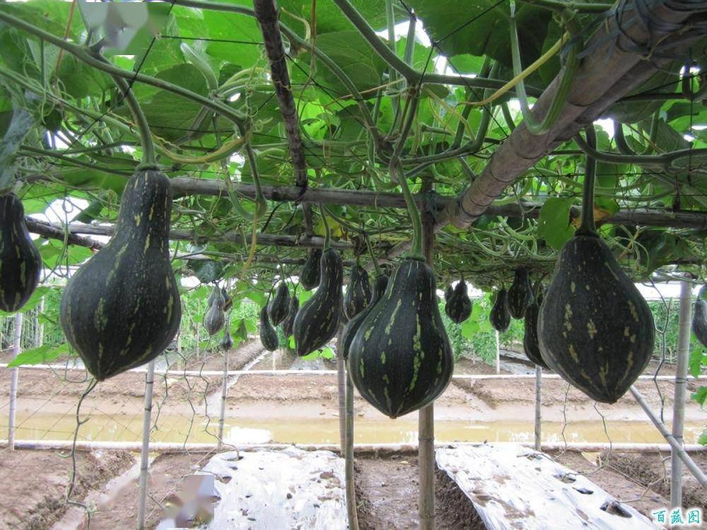 每株可结35个风味独特的香芋南瓜品种高产又好吃