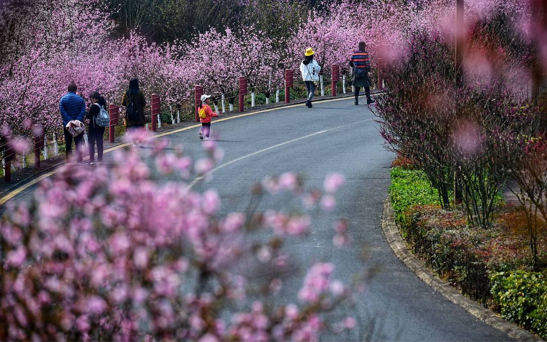 云投诉丨游客蹬树造“花雨”拍照 四川乐山绿心公园呼吁文明赏花