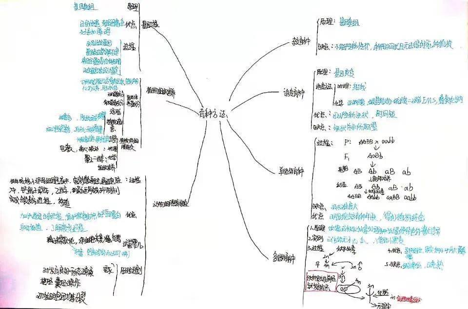 高三二轮复习学生思维导图分享——育种方法