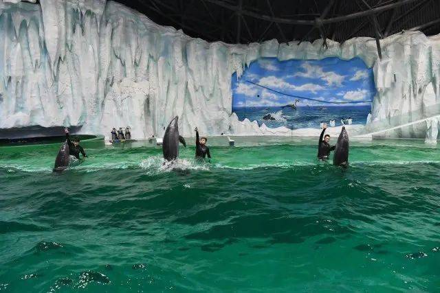 哈尔滨极地公园3月12日启幕 海豚入驻世界顶级极地秀场