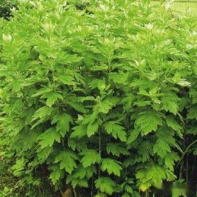 除了做艾米果 艾叶还有这些惊人作用 白艾