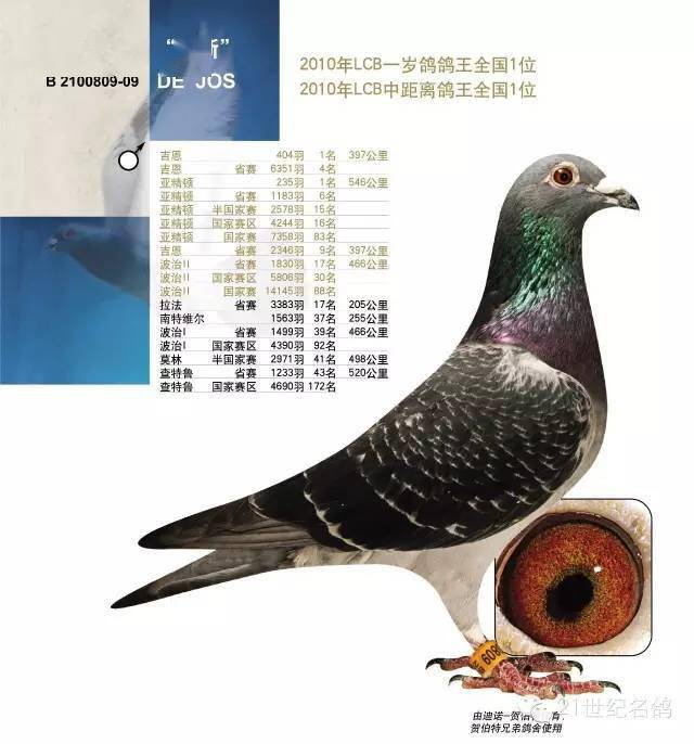 贺伯特世界级铭鸽欣赏