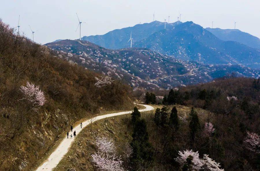 大悟樱花烂漫五岳山美成仙境