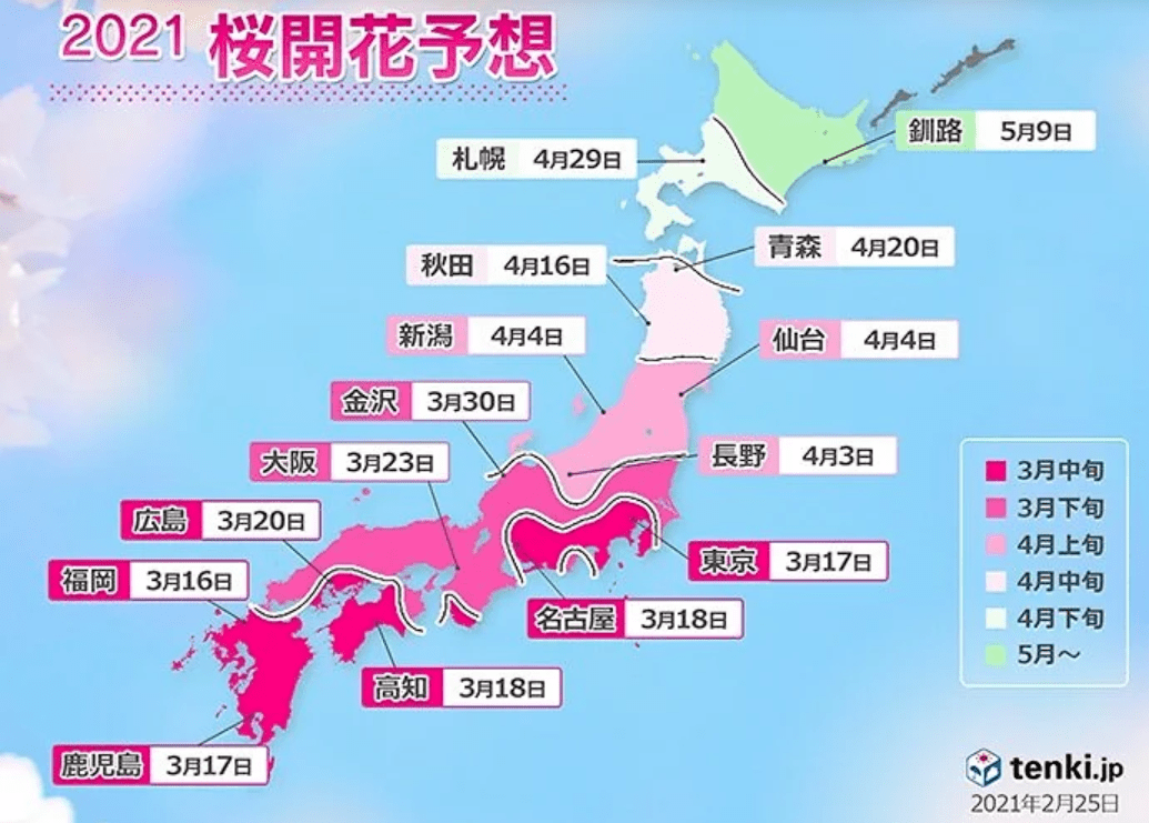 东京樱花预计3月17日开 日本各地樱花的花期将早于往年 赏樱