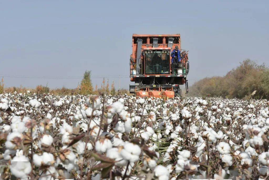 阿克苏地区全面推进棉花产业高质量发展
