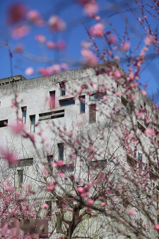 云赏浙江高校春色中国美术学院春色满园