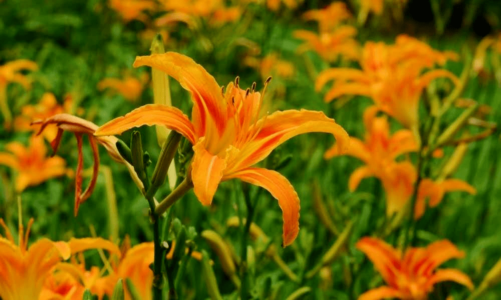 採一朵《你好,李煥英》裡的花送給媽媽