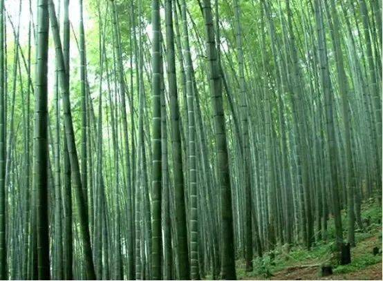 县系川东著名竹乡,所辖月华镇境内尤以慈竹(当地人又名黄竹,白夹竹