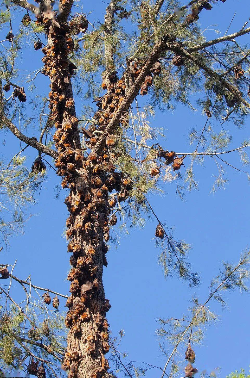 遮天蔽日8万只蝙蝠入侵澳洲到处是蝙蝠粪便本地居民欲哭无泪你可能不