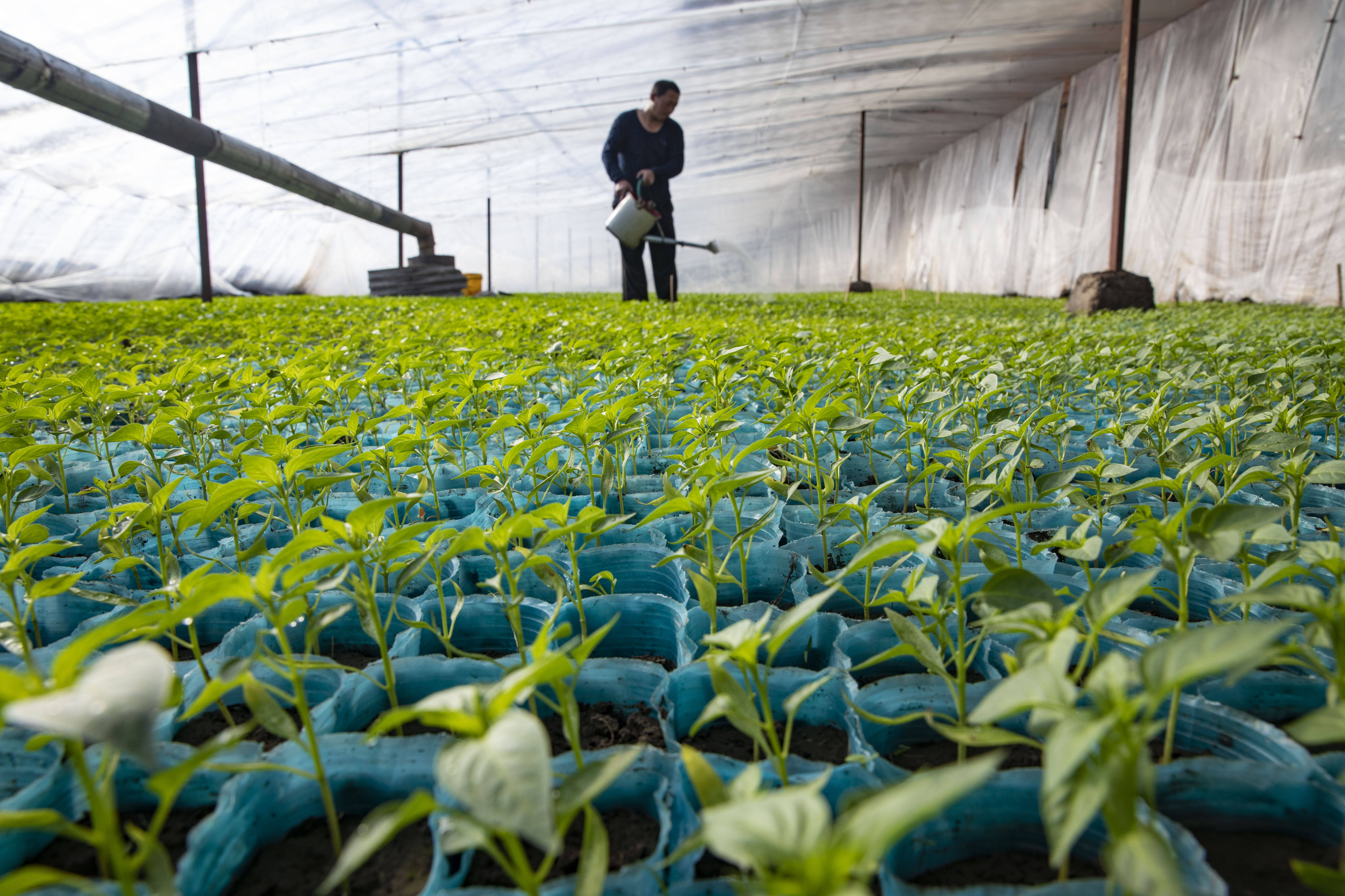 3月1日,在黑龙江省红旗农场农业园区温室大棚内,种植户为秧苗浇水