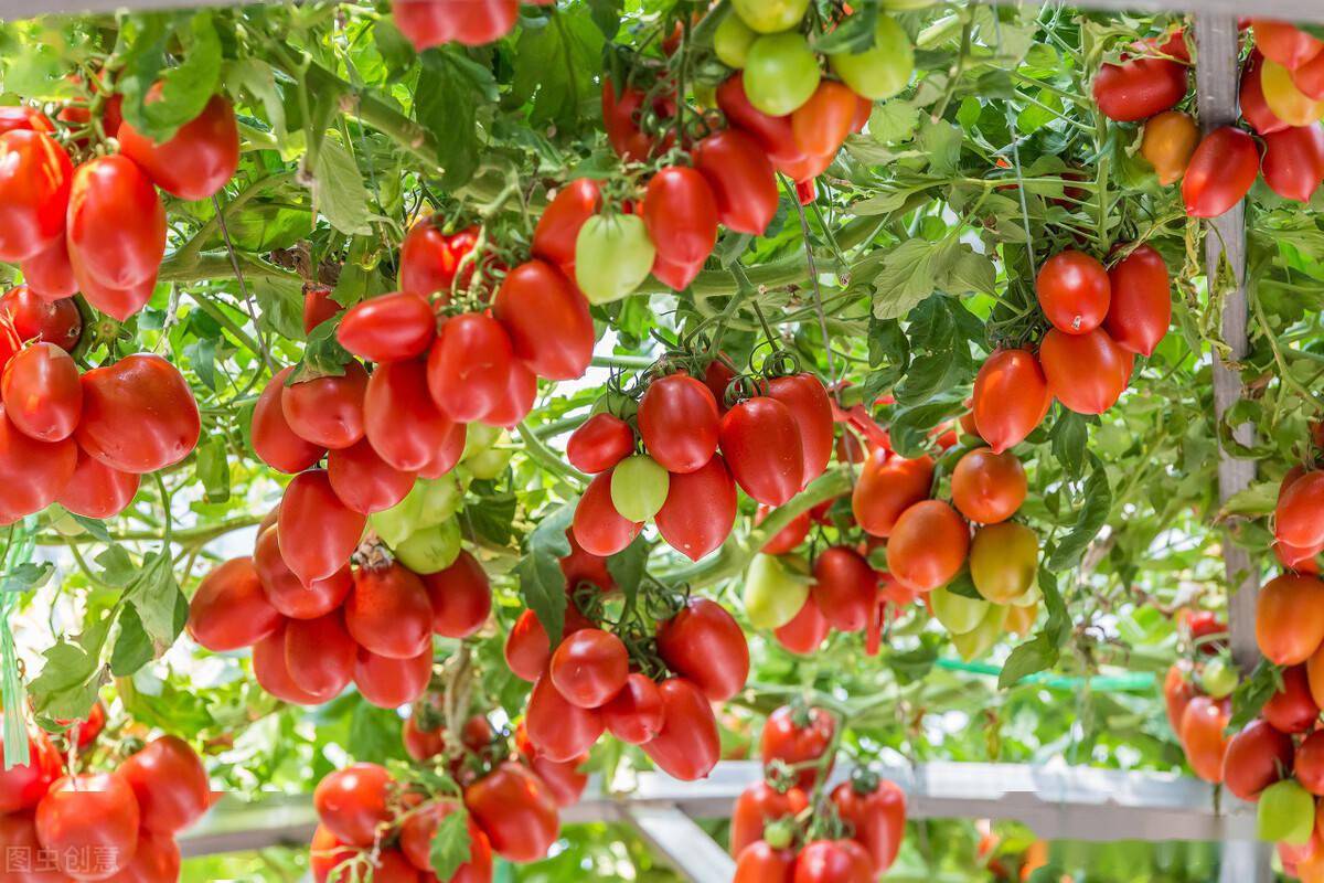 看相识病害简单又实用运用看相法大棚番茄病害早发现