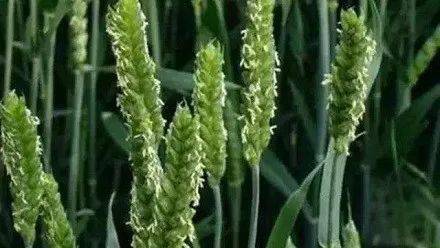 冷知识10则 世界上寿命最短命的花是什么花 麦花