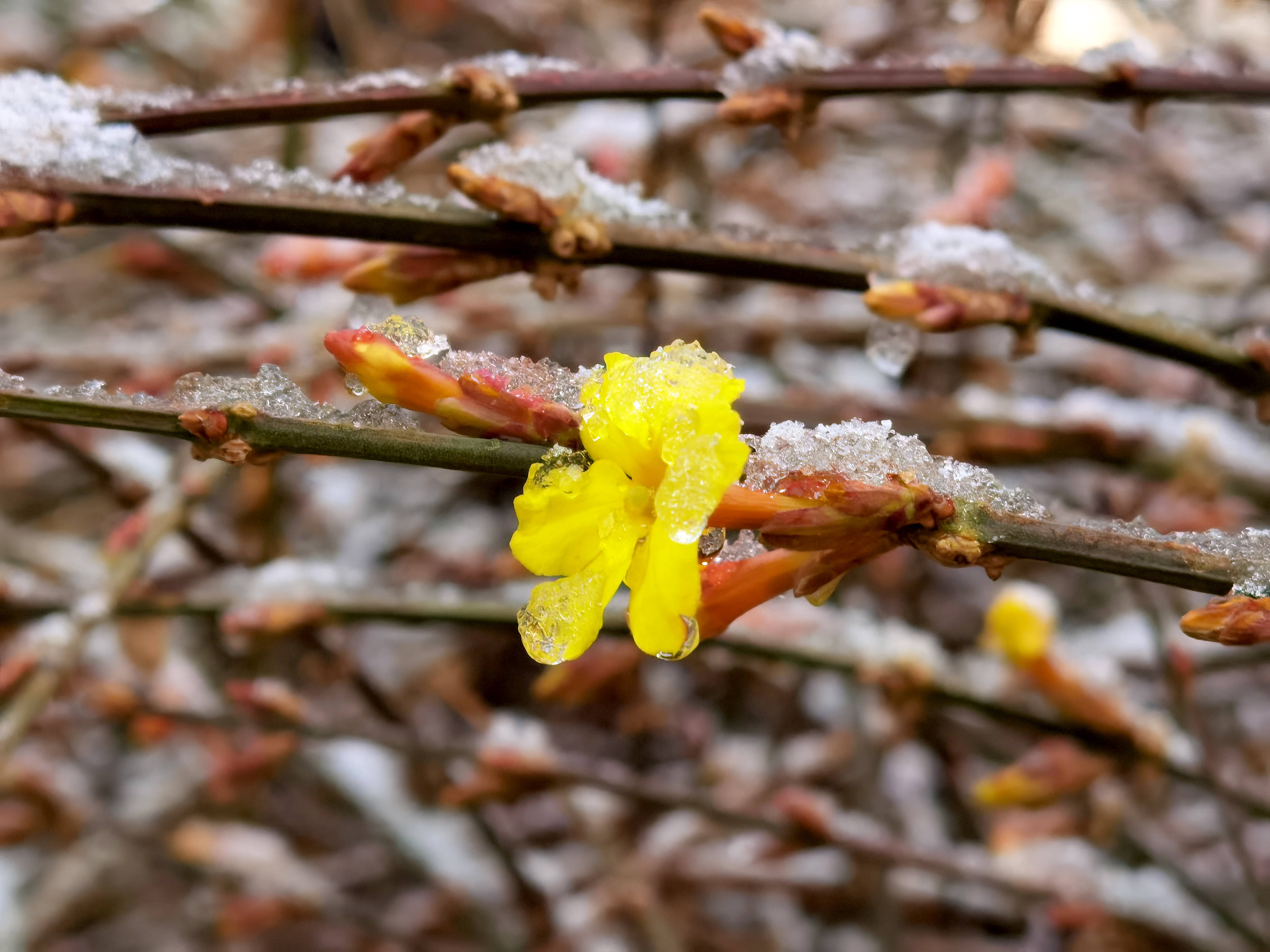 3月1日在北京街头拍摄的被冰雪覆盖的迎春花.