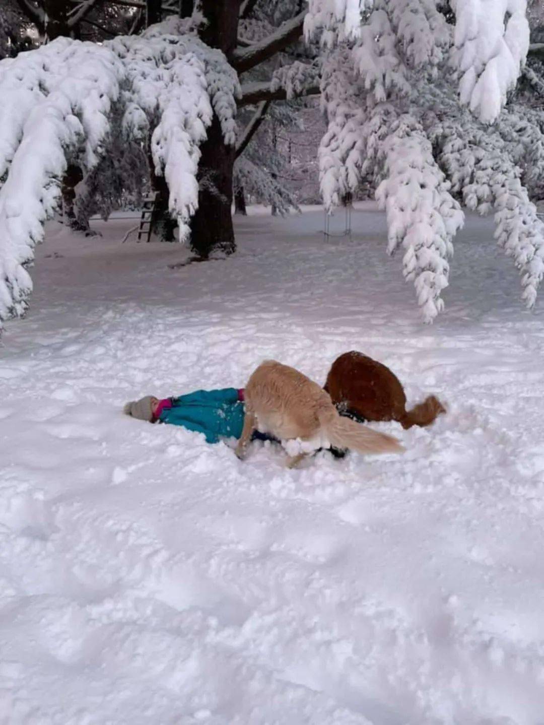 大金毛在疯玩雪不肯回家 后来才知道它在搓雪球 Murphy 大金毛在疯玩雪不肯回家 后来才知道它在搓雪球 Murphy