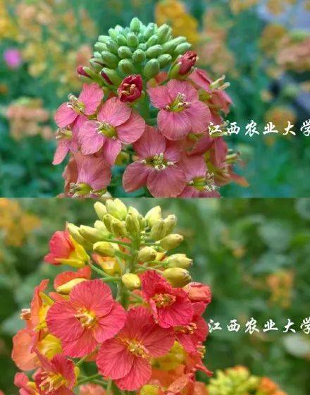 高校培育38种颜色油菜花却被质疑 研究无意义 评论亮了 种植 高校培育38种颜色油菜花却被质疑 研究无意义 评论亮了 种植