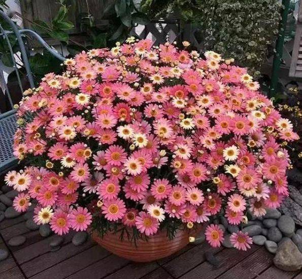 哪些花适合春天养 321cfaff440a4411a5fe7dc6b981a529.jpeg