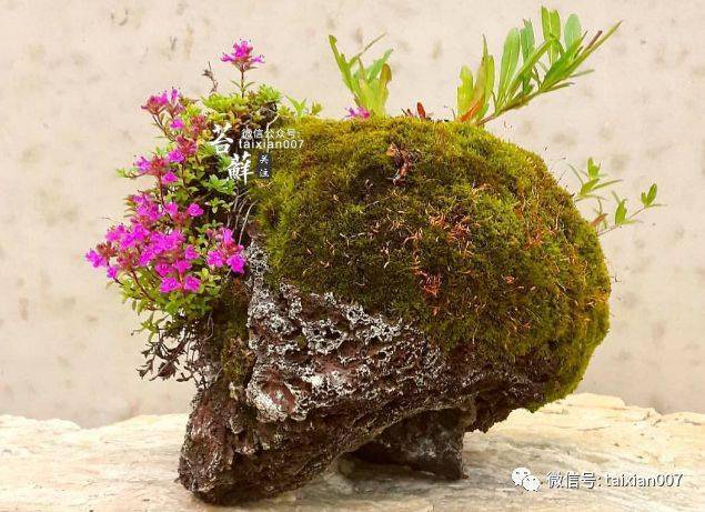 山野草盆景,野趣之美!