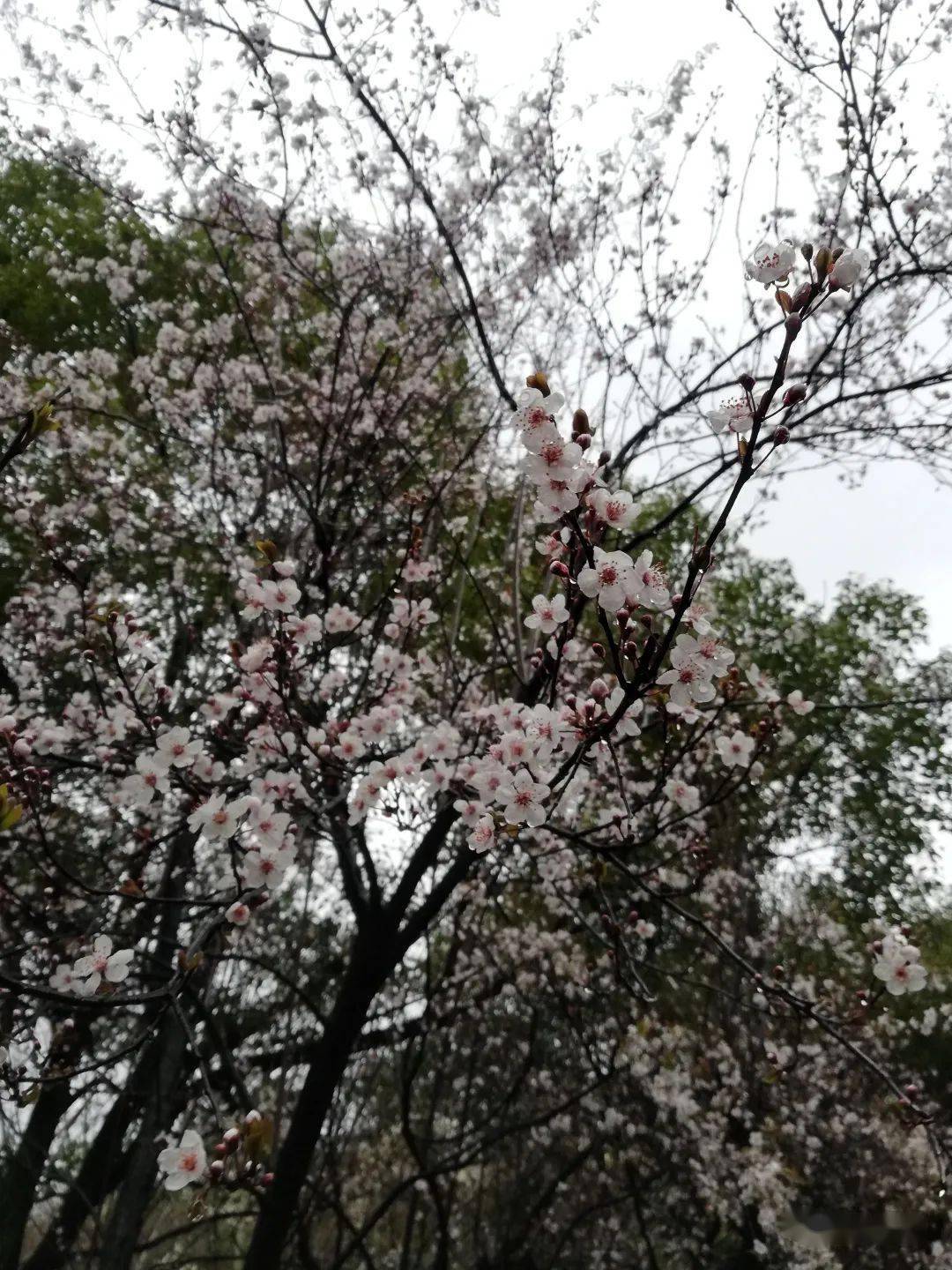 雨落熊升树有爱的南京红山森林动物园