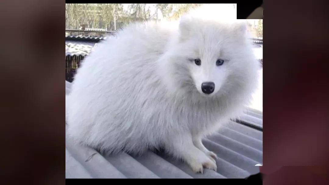 吉林一高速出现胖白狐不它是一丘之貉的貉