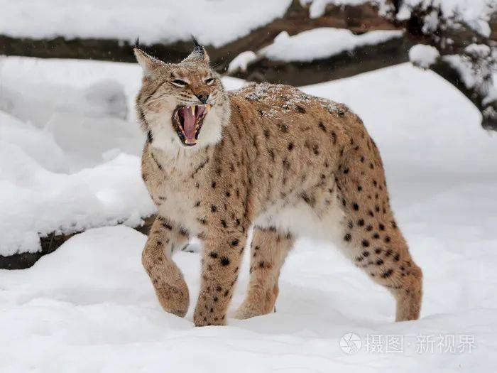 动物图册—欧亚猞猁_Lynx