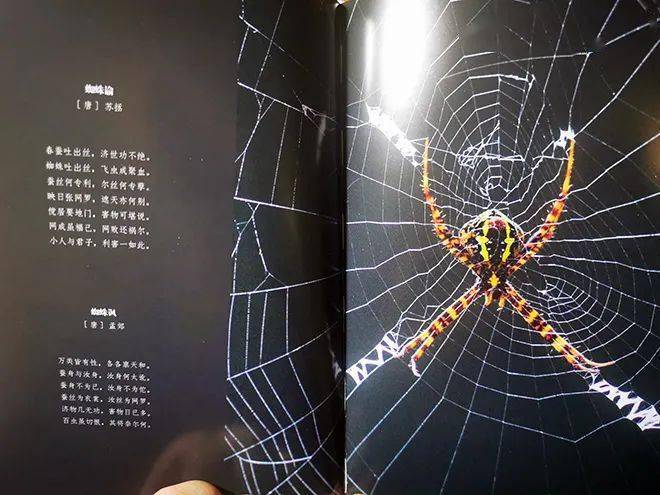 蜘蛛的知识卡片图片图片