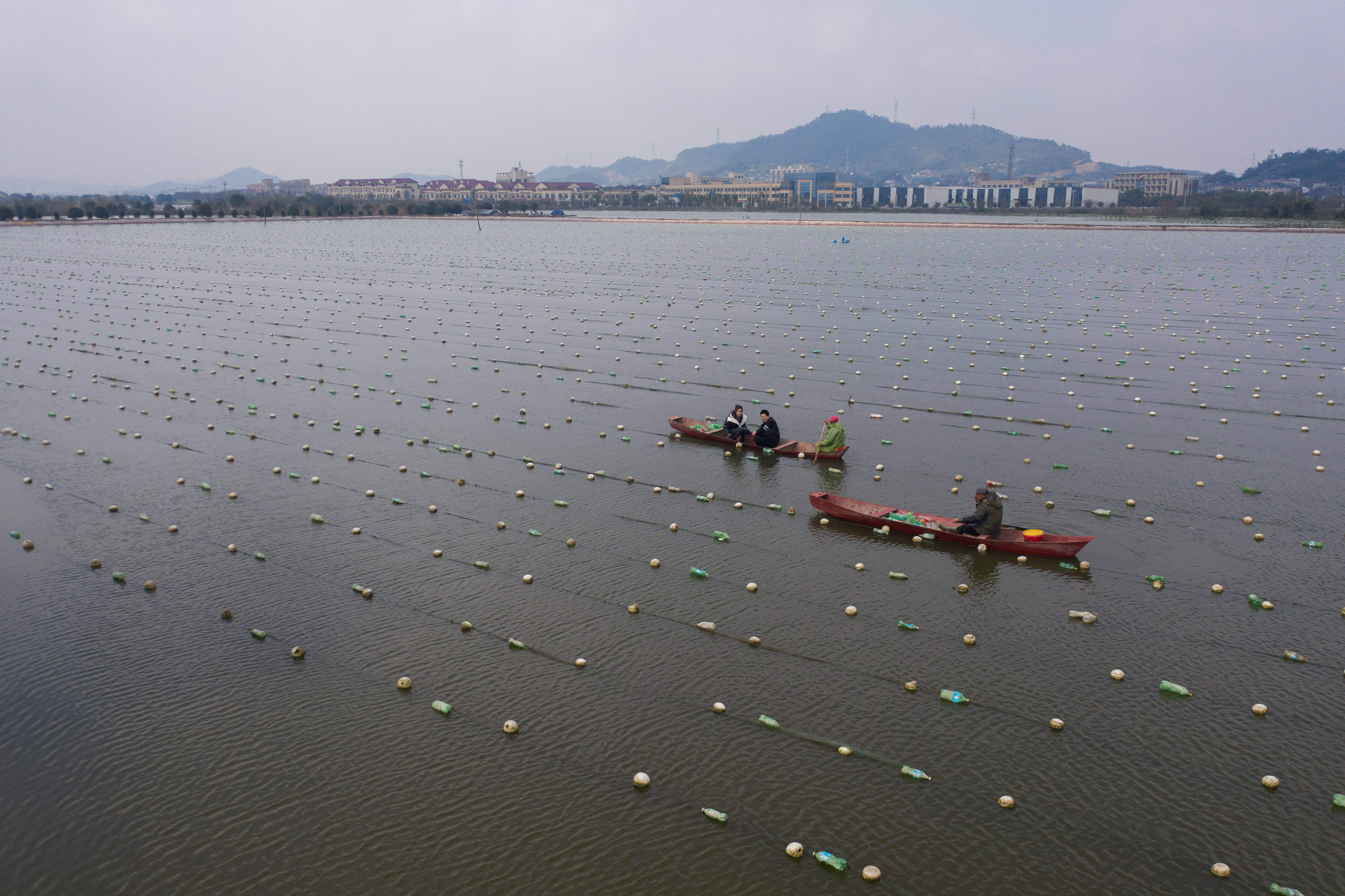 3月2日,林益坤与丈夫一起在位于诸暨市山下湖镇的珍珠养殖基地内,查看