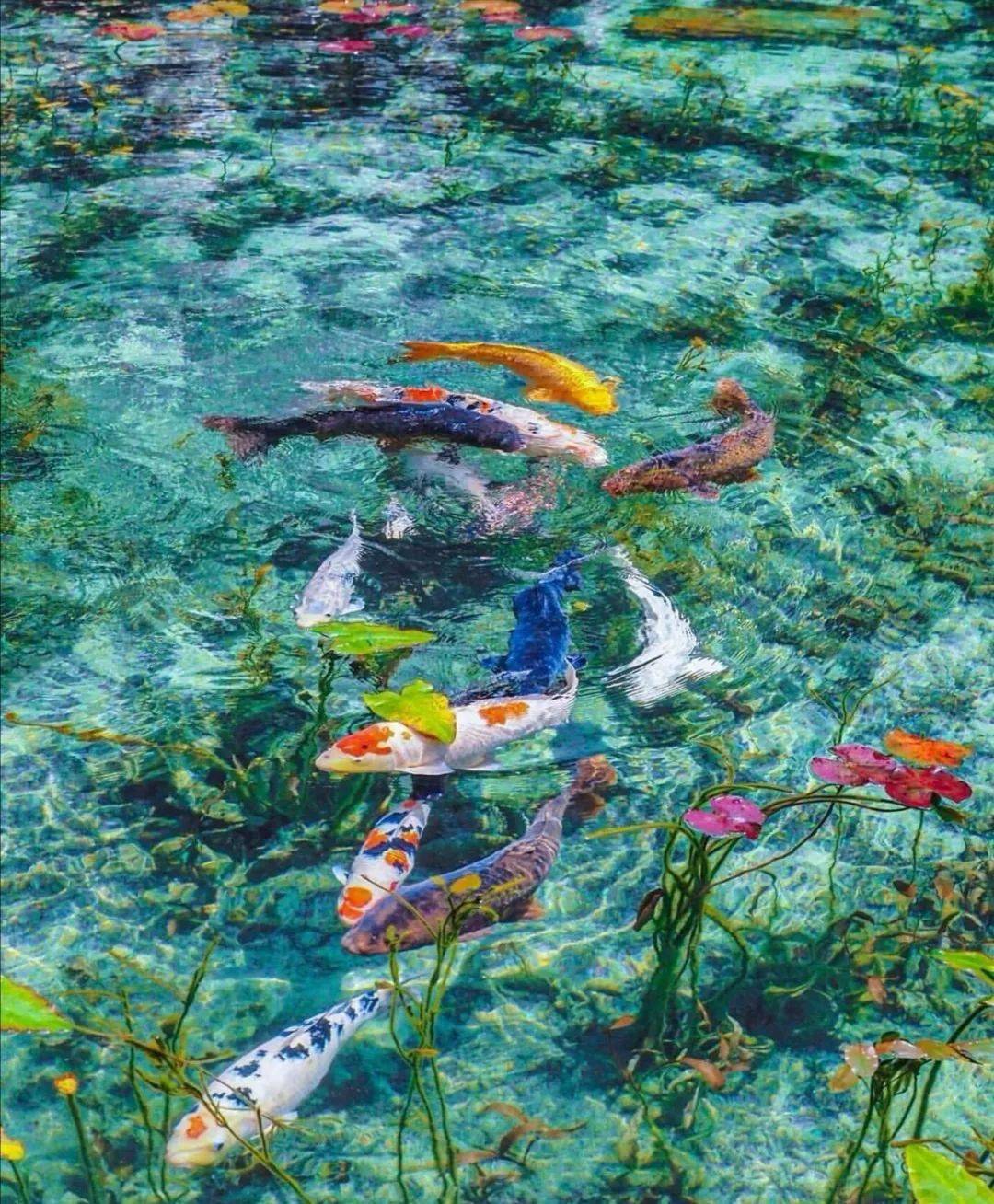 日本锦鲤莫奈池塘:清澈的湖水如梦恬淡幽静,被誉为"梦幻池塘"_睡莲