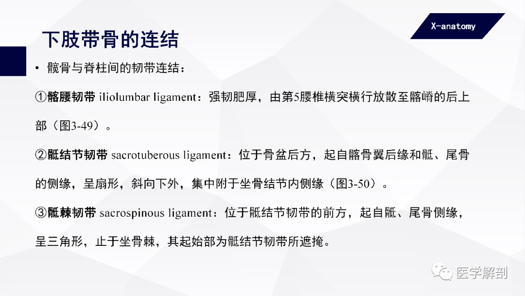 人体解剖学附肢骨及其连结下肢骨的连结一