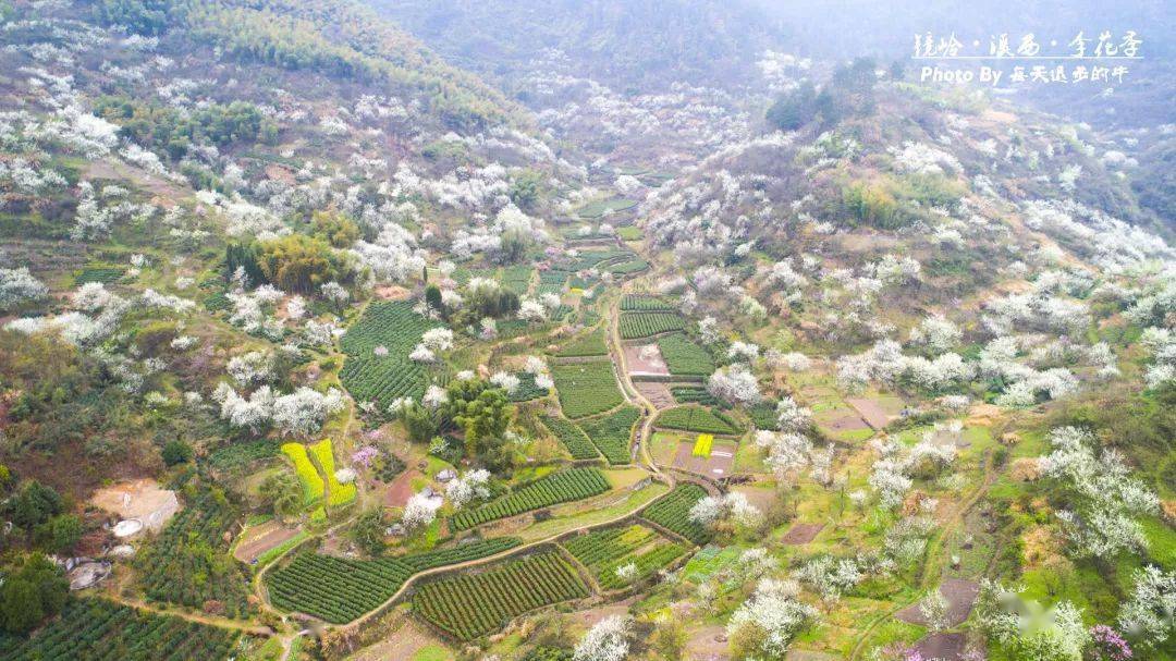 休闲赏花37周日新昌镜岭溪西村李花开许你一片烟花三月