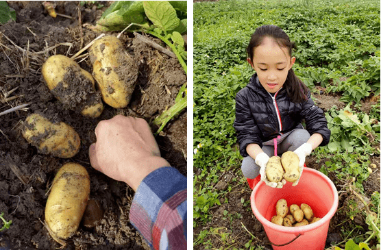 助力乡村振兴丨带孩子们一起挖马铃薯献爱心赶紧报名