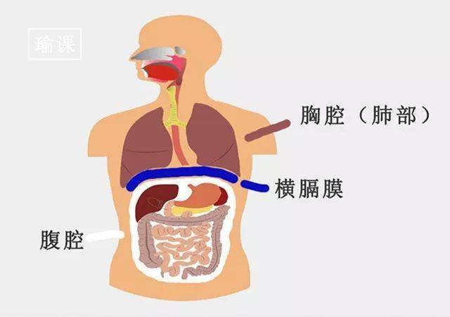 練習瑜伽腹式呼吸中呼吸肚子是鼓起or內吸看完你就明白了