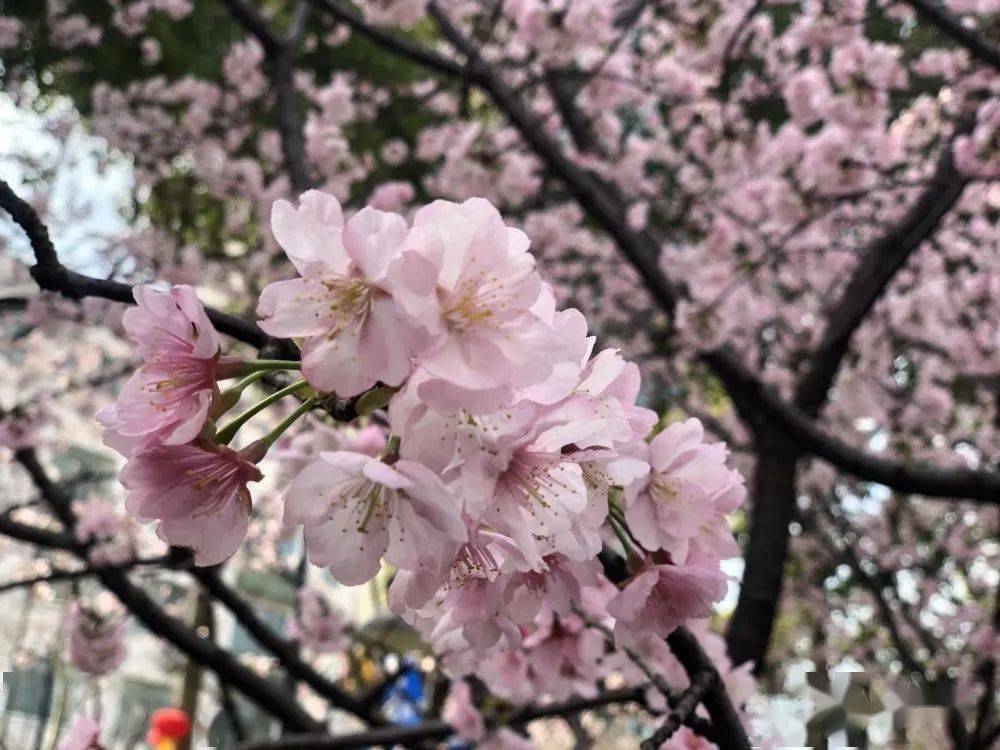 在枝頭舞動迎來首波賞櫻市民靜安雕塑公園園內的早櫻品種紛紛綻放