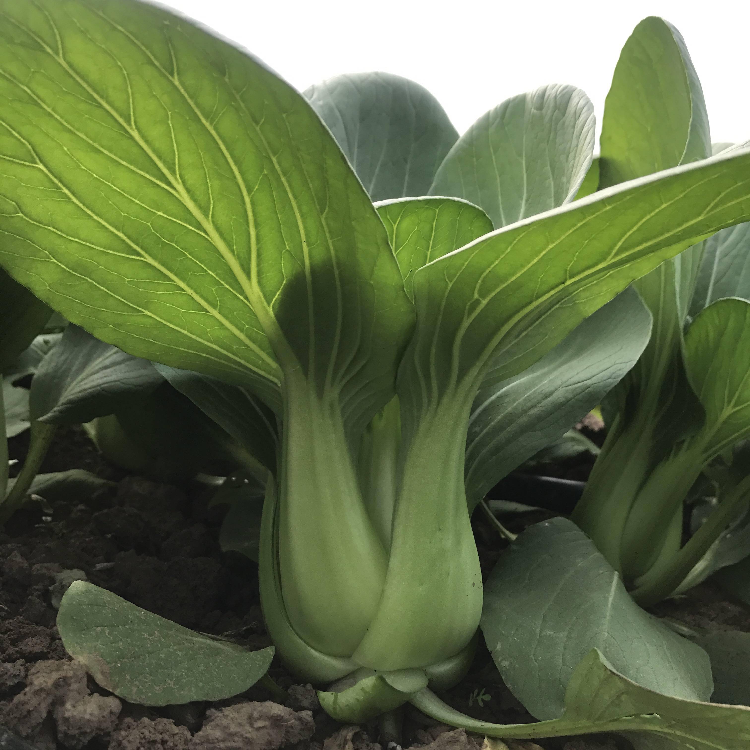 真正的撒籽就长,口感软糯,种植简单好上手_青梗菜